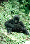 Gorilla, Preview of: 
gorilla08.jpg 
242 x 360 compressed image 
(105,810 bytes)