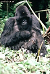 Gorilla, Preview of: 
gorilla12.jpg 
243 x 360 compressed image 
(104,736 bytes)