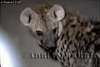 Hyena, Preview of: 
hyena6.jpg 
350 x 238 compressed image 
(65,671 bytes)