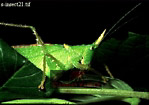 Preview of: 
insect05.jpg 
320 x 227 compressed image 
(62,324 bytes)