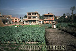 JWnepal14 : Cabbages in city gardens, Kathmandu, Nepal