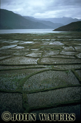 JWnepal61 : Rice paddies by Phewa Lake, near Pokhara, Nepal