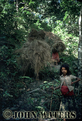 JWnepal24 : Girls collecting hay, near Beni, Nepal