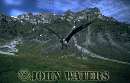 JWsvalbard60 : Arctic Skua or Parasitic Jaeger (Stercorarius parasiticus), defending nest site, Svalbard, Norway