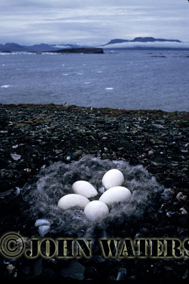 JWsvalbard70 : Barnacle Goose Nest, Svalbard, Norway