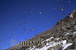 JWsvalbard56 : Little Auks or Dovekies (Plautus alle), at nesting site, Svalbard, Norway