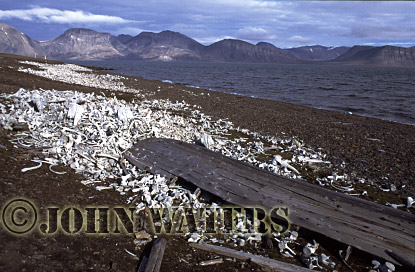 JWsvalbard13 : Aftermath of Beluga Whaling Camp (abandoned 1940), Svalbard, Norway