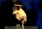Golden-crowned Sifaka - Preview of: 
gcsifaka101.jpg 
223 x 320 compressed image 
(83,180 bytes)