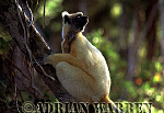 Golden-crowned Sifaka - Preview of: 
gcsifaka102.jpg 
211 x 320 compressed image 
(61,967 bytes)