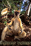Golden-crowned Sifaka - Preview of: 
gcsifaka103.jpg 
217 x 320 compressed image 
(62,076 bytes)