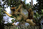 Golden-crowned Sifaka - Preview of: 
gcsifaka105.jpg 
220 x 320 compressed image 
(76,512 bytes)