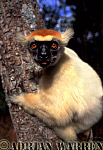 Golden-crowned Sifaka - Preview of: 
gcsifaka106.jpg 
226 x 320 compressed image 
(77,247 bytes)