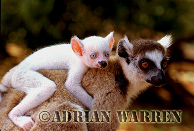 Ring-tailed Lemur - ringtails102.jpg 
320 x 221 compressed image 
(66,857 bytes)