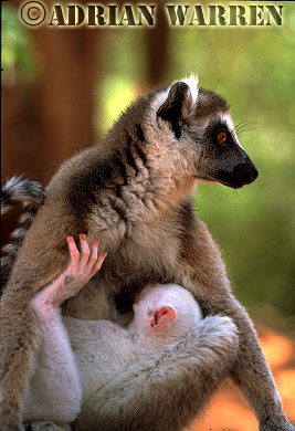 Ring-tailed Lemur - ringtails106.jpg 
219 x 320 compressed image 
(65,490 bytes)