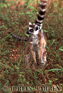 Ring-tailed Lemur - ringtails114.jpg 
214 x 320 compressed image 
(81,488 bytes)