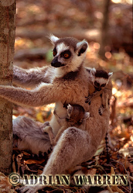 Ring-tailed Lemur - ringtails115.jpg 
218 x 320 compressed image 
(77,167 bytes)