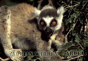 Ring-tailed Lemur - ringtails149.jpg 
320 x 221 compressed image 
(82,389 bytes)