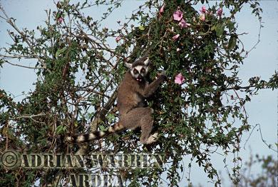Ring-tailed Lemur - ringtails150.jpg 
320 x 220 compressed image 
(58,080 bytes)