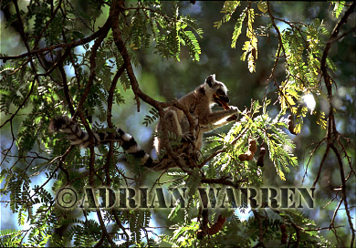 Ring-tailed Lemur - ringtails151.jpg 
320 x 221 compressed image 
(57,728 bytes)