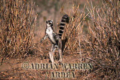 Ring-tailed Lemur - ringtails152.jpg 
320 x 220 compressed image 
(75,188 bytes)