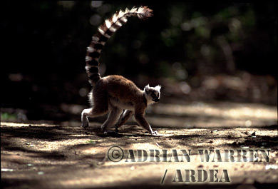 Ring-tailed Lemur - ringtails153.jpg 
320 x 215 compressed image 
(44,264 bytes)