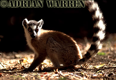 Ring-tailed Lemur - ringtails157.jpg 
320 x 217 compressed image 
(67,596 bytes)