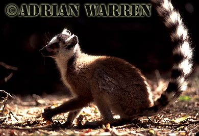 Ring-tailed Lemur - ringtails158.jpg 
320 x 218 compressed image 
(92,334 bytes)