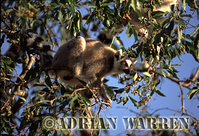 Ring-tailed Lemur - ringtails159.jpg 
320 x 222 compressed image 
(95,946 bytes)