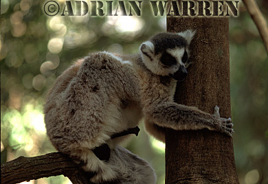 Ring-tailed Lemur - ringtails160.jpg 
350 x 241 compressed image 
(77,775 bytes)