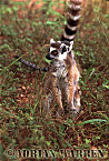 Ring-tailed Lemur - Preview of: 
ringtails114.jpg 
214 x 320 compressed image 
(81,488 bytes)