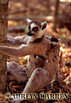 Ring-tailed Lemur - Preview of: 
ringtails115.jpg 
218 x 320 compressed image 
(77,167 bytes)