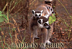 Ring-tailed Lemur - Preview of: 
ringtails116.jpg 
219 x 320 compressed image 
(74,534 bytes)