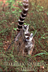 Ring-tailed Lemur - Preview of: 
ringtails117.jpg 
214 x 320 compressed image 
(75,878 bytes)