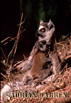 Ring-tailed Lemur - Preview of: 
ringtails118.jpg 
221 x 320 compressed image 
(68,388 bytes)