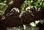 Ring-tailed Lemur - Preview of: 
ringtails144.jpg 
320 x 214 compressed image 
(56,041 bytes)