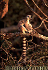 Ring-tailed Lemur - Preview of: 
ringtails145.jpg 
320 x 216 compressed image 
(84,184 bytes)