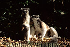 Ring-tailed Lemur - Preview of: 
ringtails147.jpg 
320 x 222 compressed image 
(71,965 bytes)