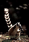 Ring-tailed Lemur - Preview of: 
ringtails148.jpg 
320 x 223 compressed image 
(78,254 bytes)