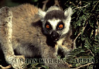 Ring-tailed Lemur - Preview of: 
ringtails149.jpg 
320 x 221 compressed image 
(82,389 bytes)