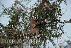 Ring-tailed Lemur - Preview of: 
ringtails150.jpg 
320 x 220 compressed image 
(58,080 bytes)