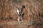 Ring-tailed Lemur - Preview of: 
ringtails152.jpg 
320 x 220 compressed image 
(75,188 bytes)