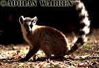 Ring-tailed Lemur - Preview of: 
ringtails157.jpg 
320 x 217 compressed image 
(67,596 bytes)
