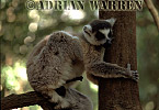 Ring-tailed Lemur - Preview of: 
ringtails160.jpg 
350 x 241 compressed image 
(77,775 bytes)