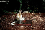 Sifaka, Preview of: 
sifaka18.jpg 
320 x 214 compressed image 
(72,122 bytes)