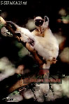 Sifaka, Preview of: 
sifaka26.jpg 
213 x 320 compressed image 
(54,245 bytes)