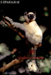 Sifaka, Preview of: 
sifaka27.jpg 
218 x 320 compressed image 
(47,162 bytes)