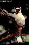 Sifaka, Preview of: 
sifaka28.jpg 
207 x 320 compressed image 
(45,146 bytes)