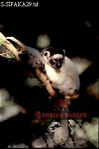 Sifaka, Preview of: 
sifaka30.jpg 
213 x 320 compressed image 
(40,557 bytes)