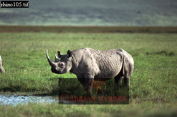 rhino7.jpg 
365 x 243 compressed image 
(80,369 bytes)