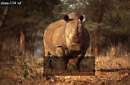 Preview of: 
rhino2.jpg 
365 x 240 compressed image 
(87,790 bytes)